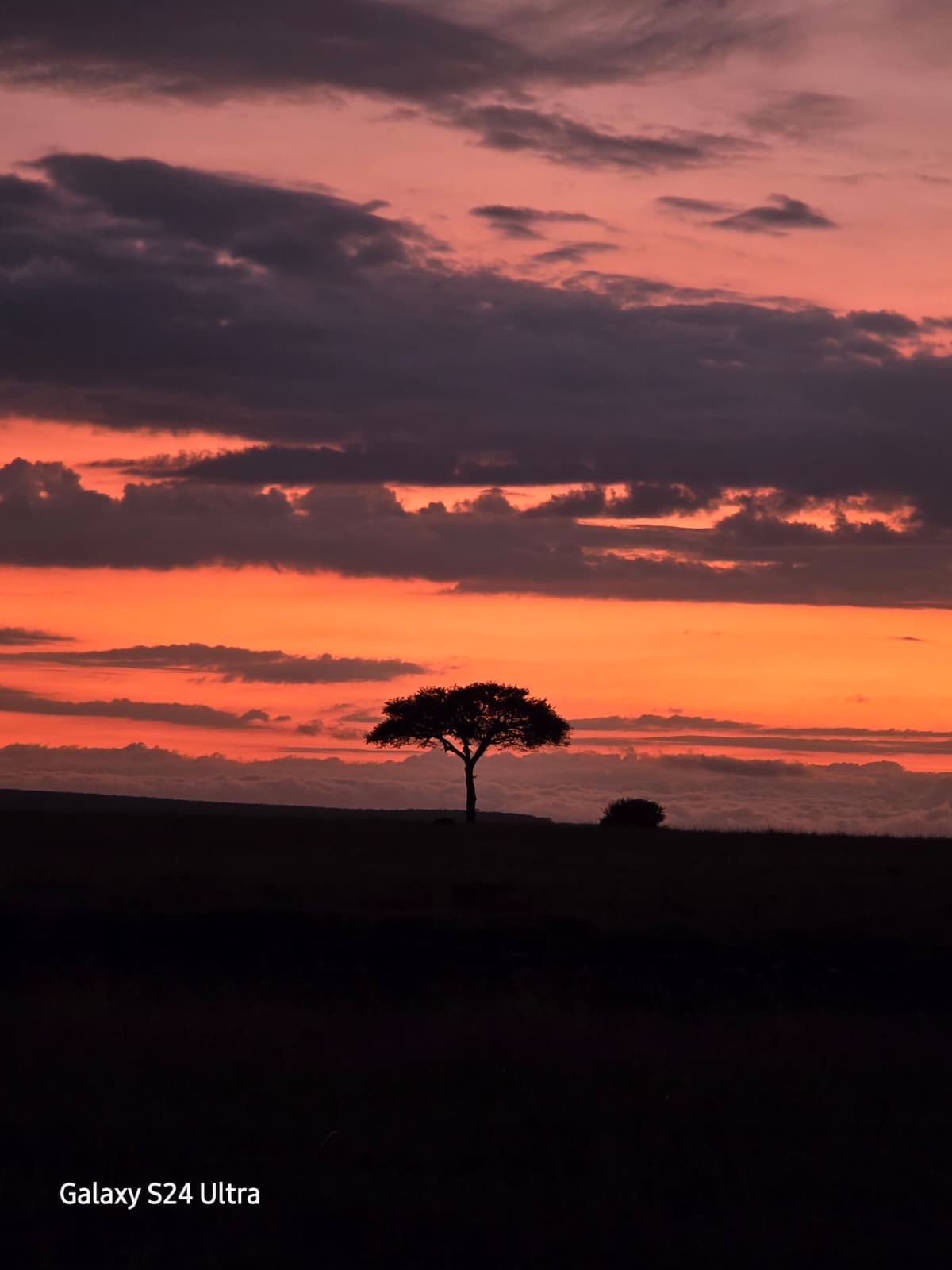 Albero solitario al tramonto rosa nel Masai Mara