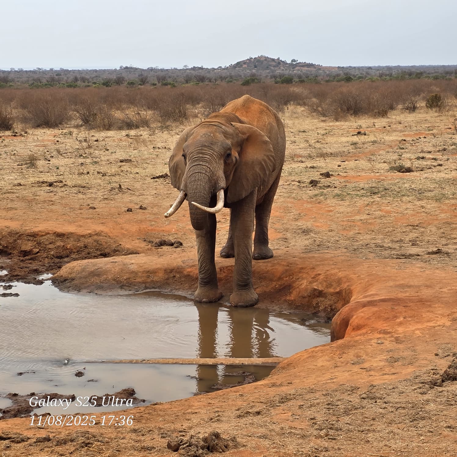 Safari Nala — Amboseli, Taita Hills, Tsavo e Watamu