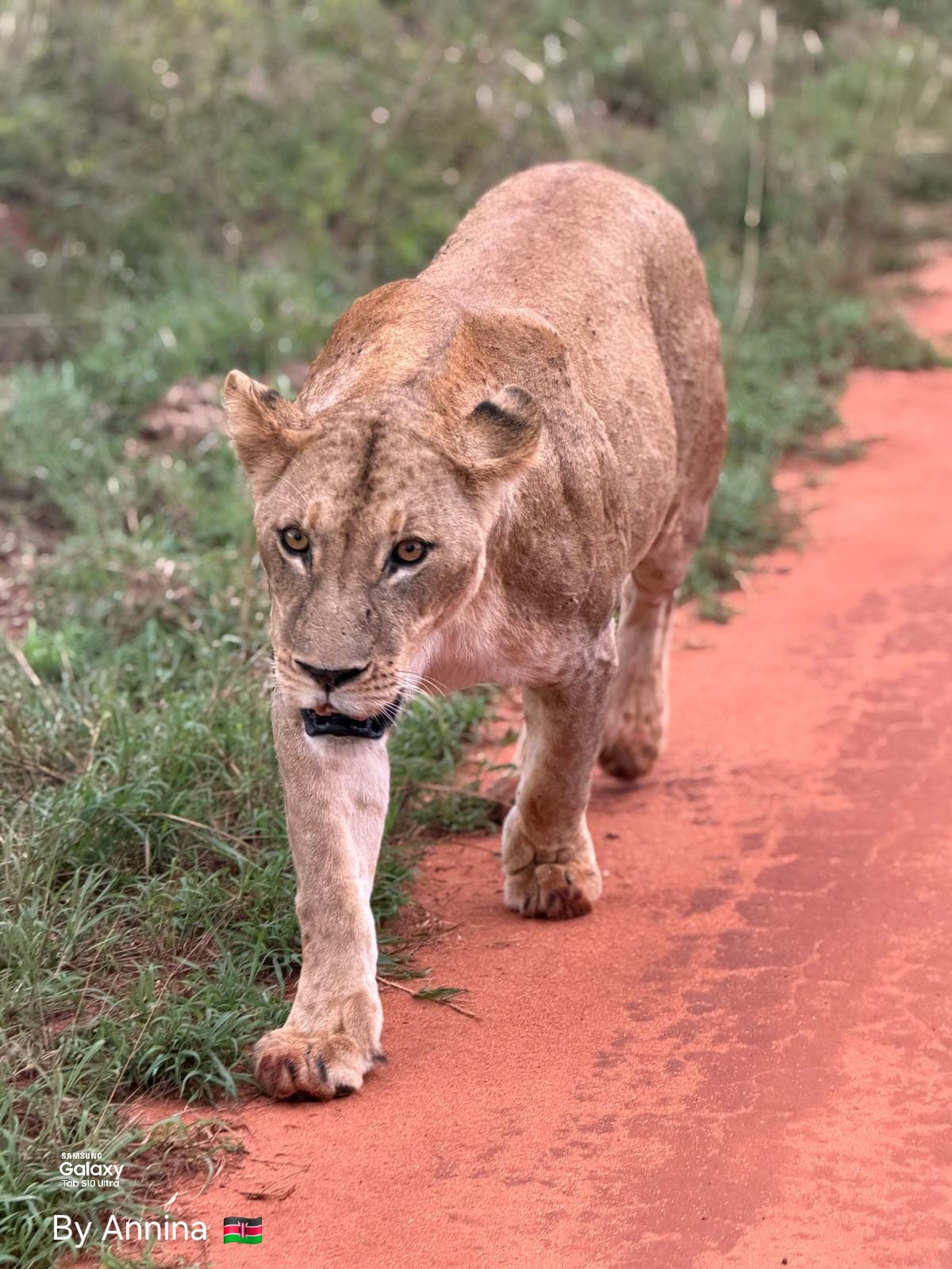 Safari Scar in Amboseli e Tsavo